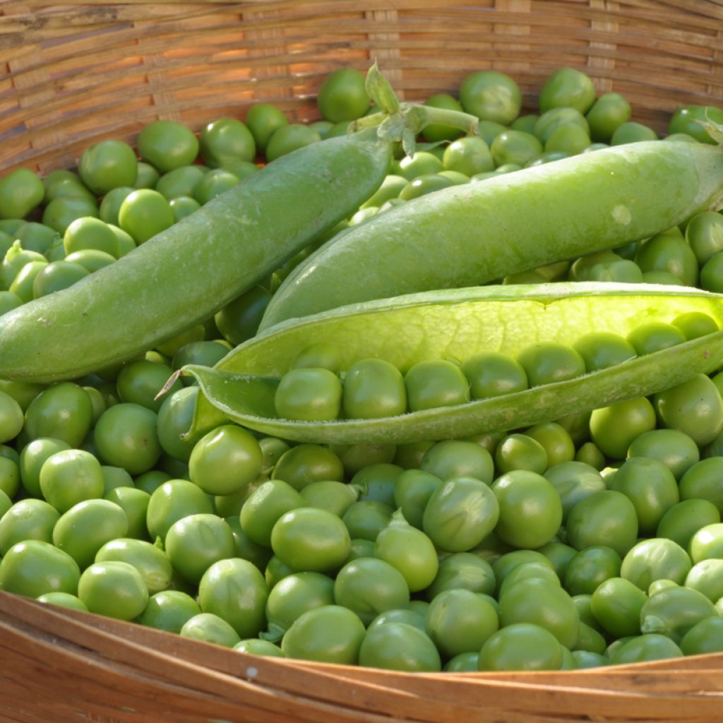 Guisantes verdes Petit Provencal