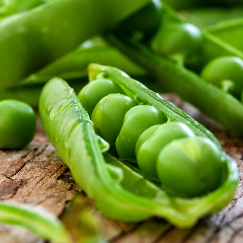 Guisantes verdes Proval