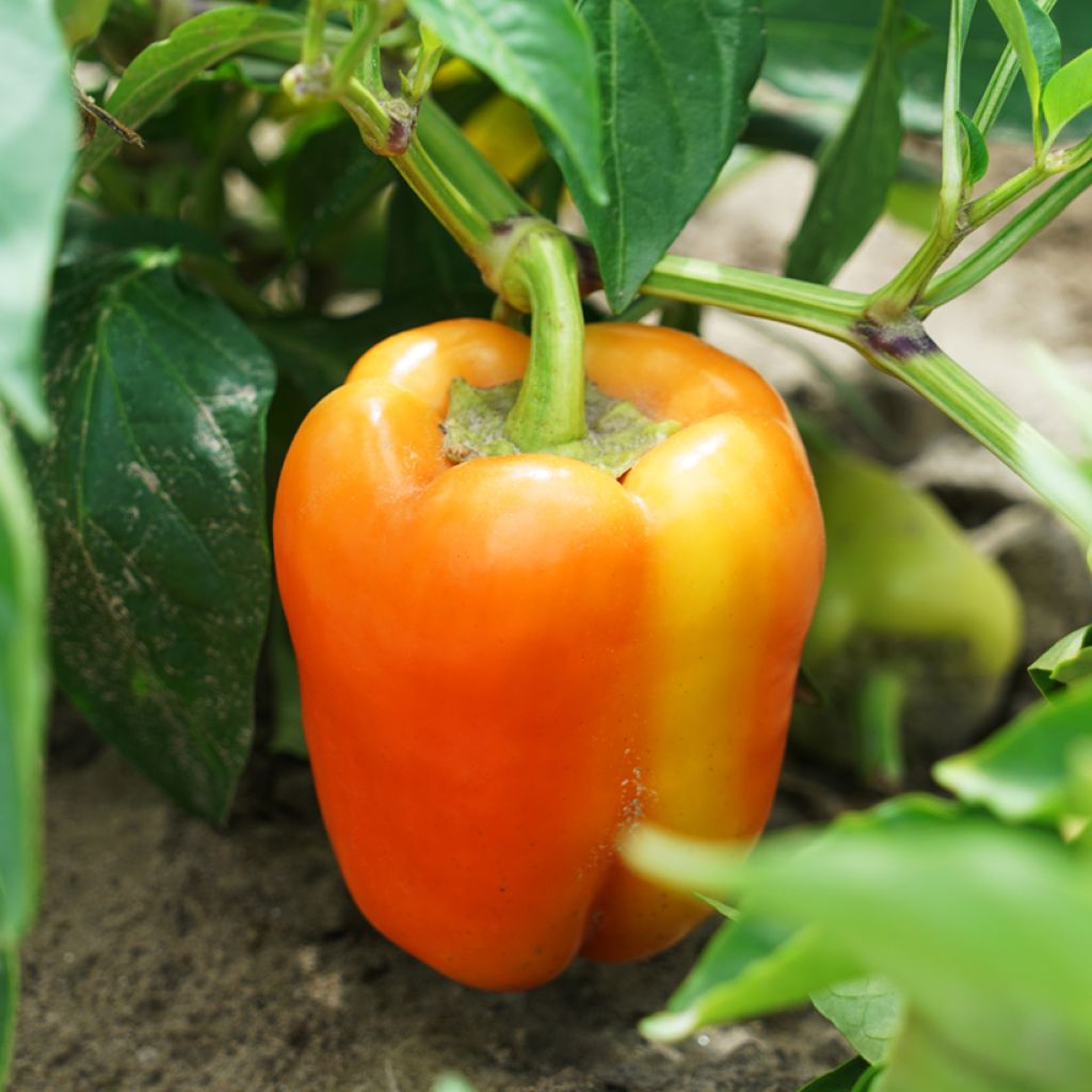 Pimiento Petit Marseillais Bio - Ferme de Sainte Marthe