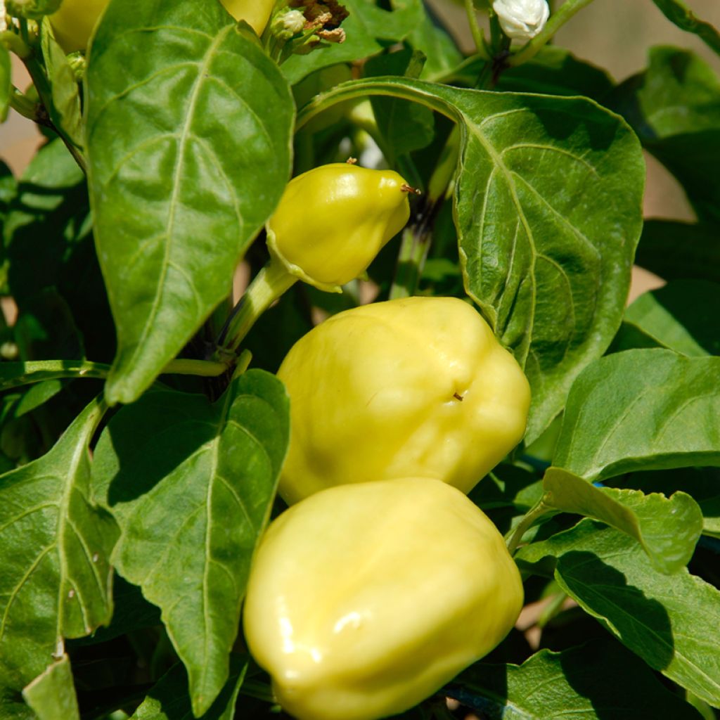 Pimiento Petit Marseillais Bio - Ferme de Sainte Marthe