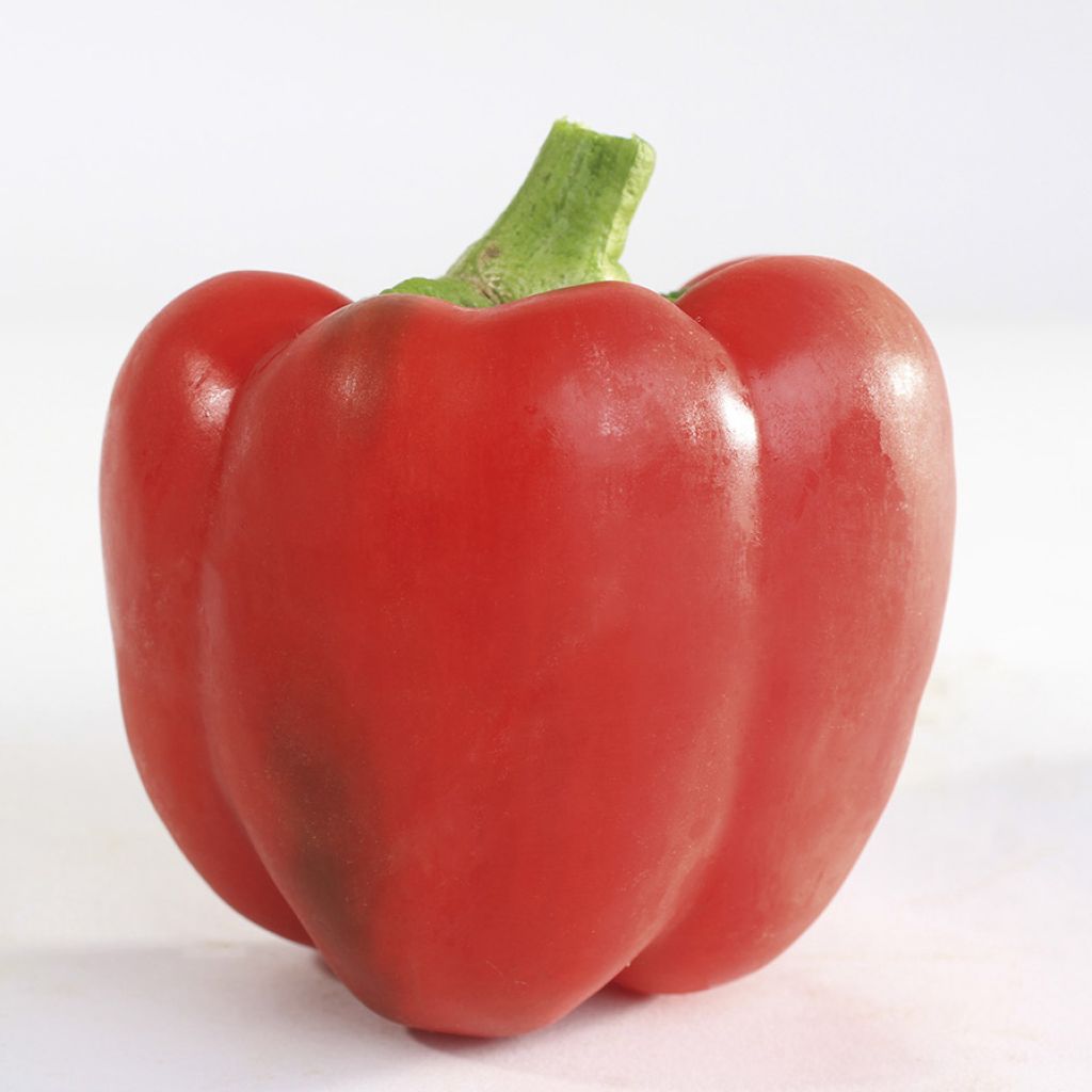 Piment d'Espagne Yolo Wonder Bio - Capsicum annuum