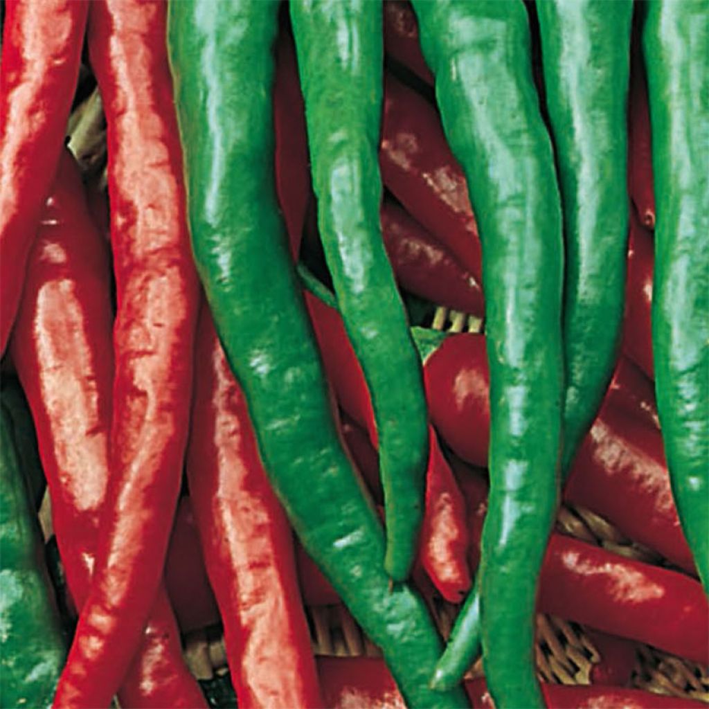 Piment doux très long des Landes Bio- Capsicum annuum