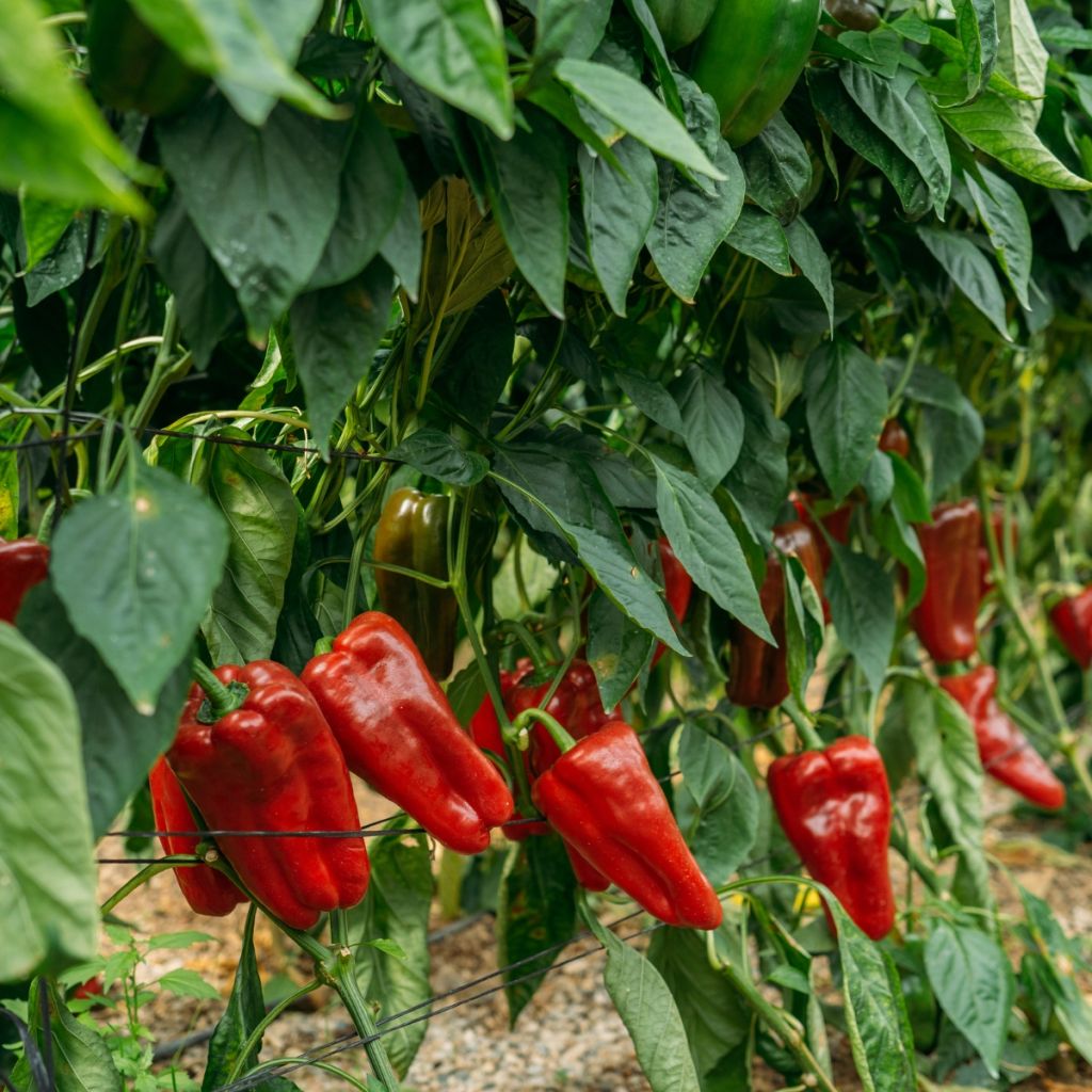 Pimiento Lamuyo F1 (planta interjada)