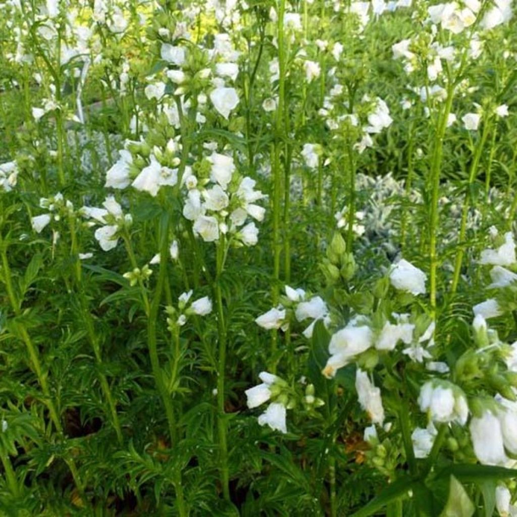 Polemonium yezoense Halfway to Paradise