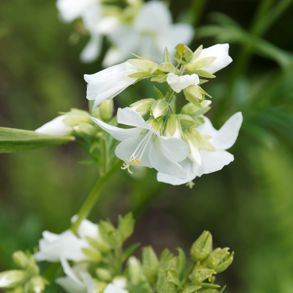 Polemonium caeruleum Album - Valeriana griega