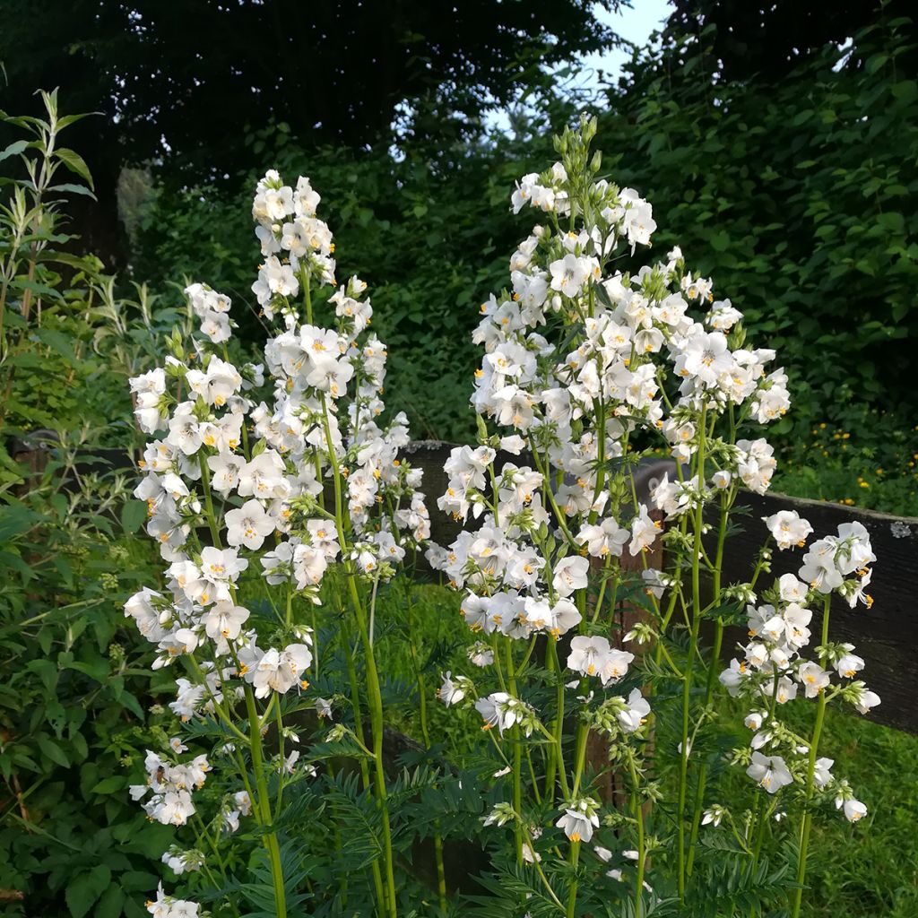 Polemonium caeruleum Album - Valeriana griega