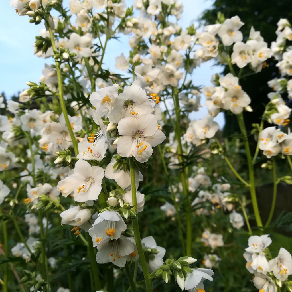 Polemonium caeruleum Album - Valeriana griega