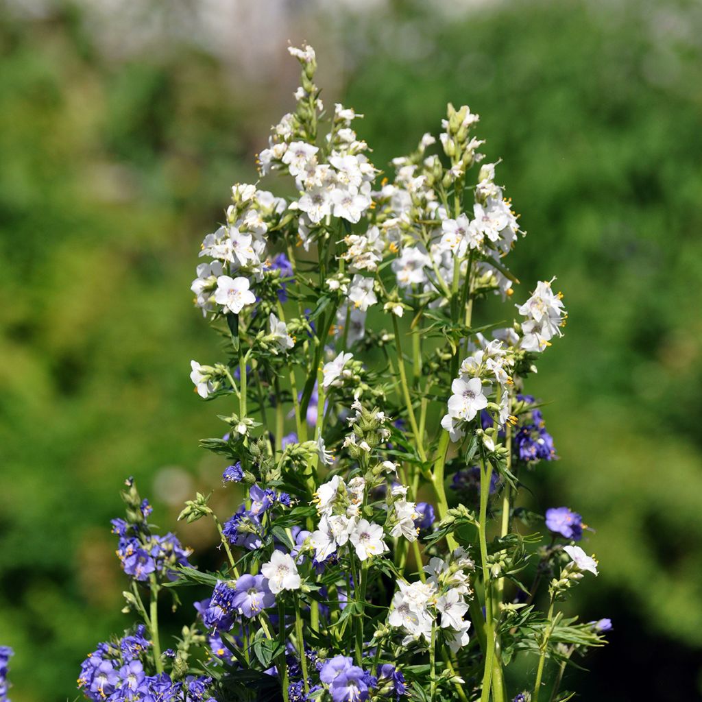 Polemonium caeruleum Album - Valeriana griega