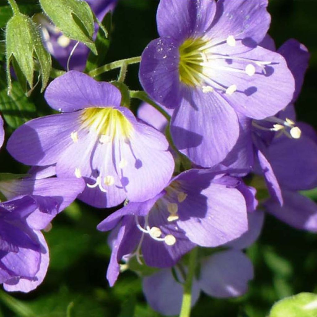 Polemonium caeruleum Lambrook Mauve - Valeriana griega