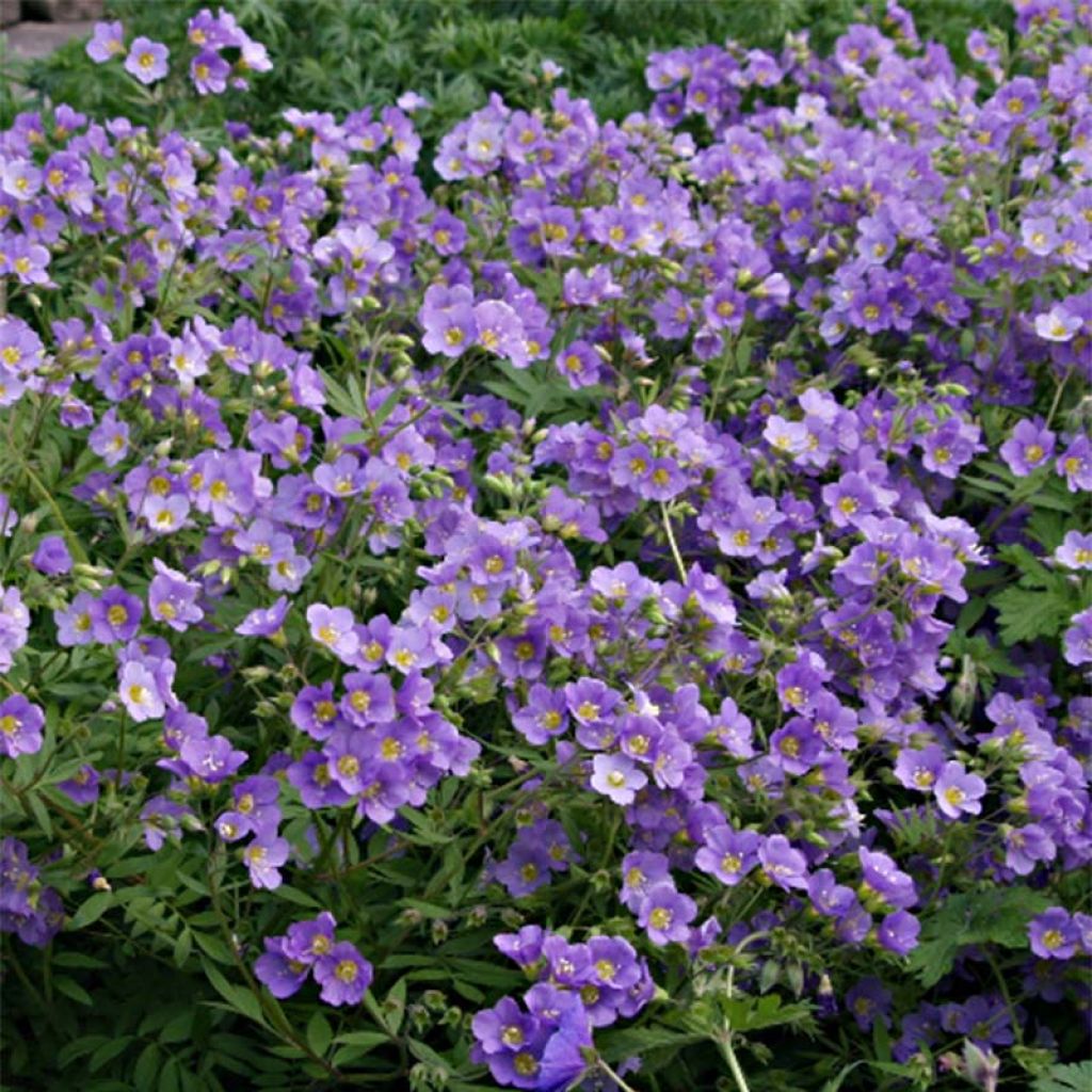 Polemonium caeruleum Lambrook Mauve - Valeriana griega