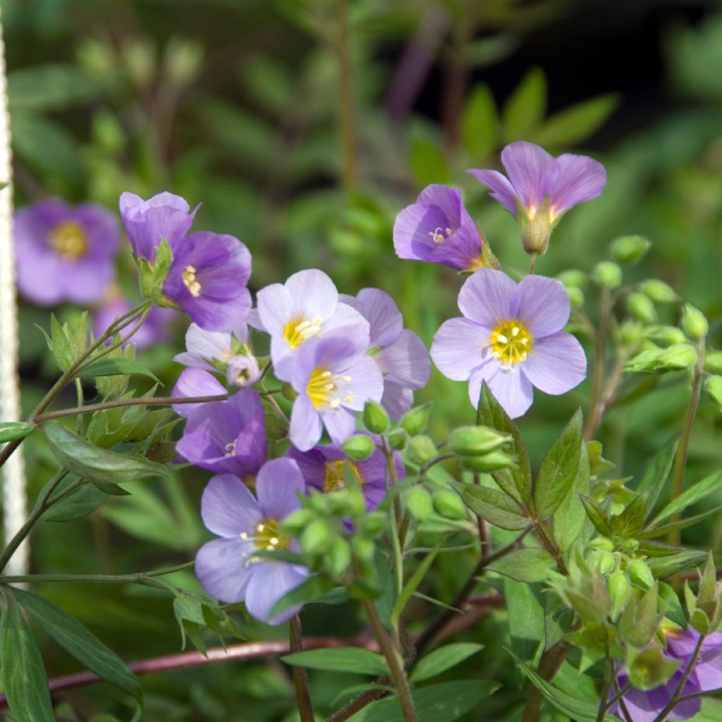 Polemonium caeruleum Lambrook Mauve - Valeriana griega