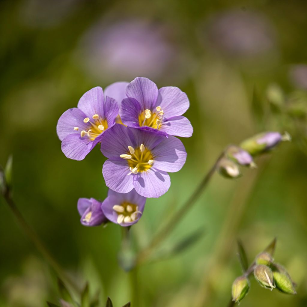 Polemonium caeruleum Lambrook Mauve - Valeriana griega