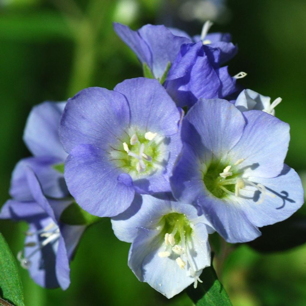 Polemonium reptans