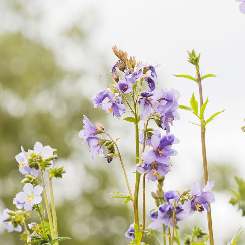 Polemonium reptans Blue Pearl