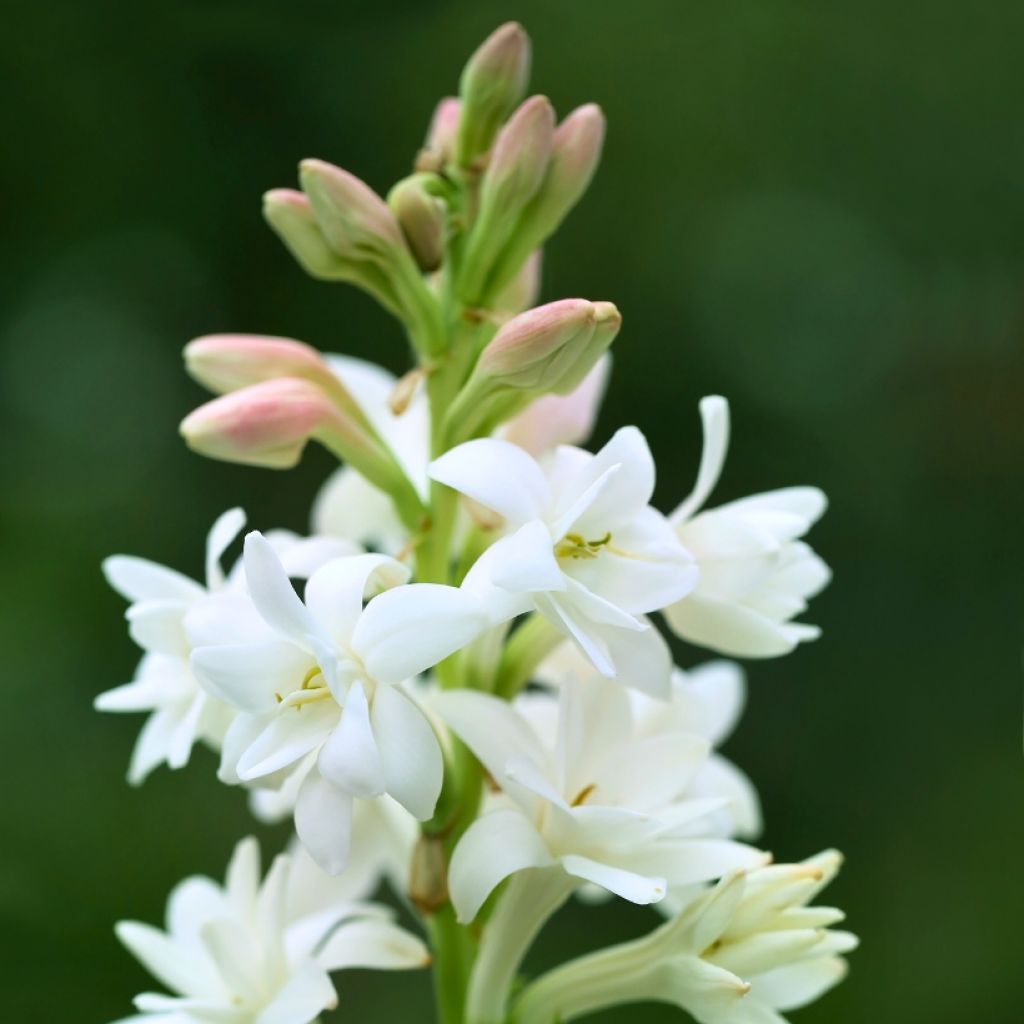 Polyanthes tuberosa The Pearl - Nardo