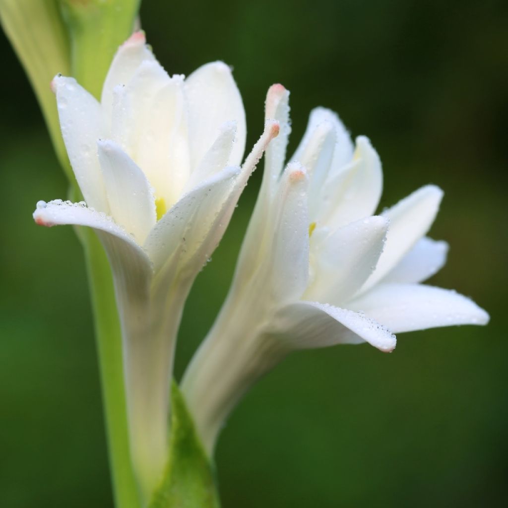 Polyanthes tuberosa The Pearl - Nardo