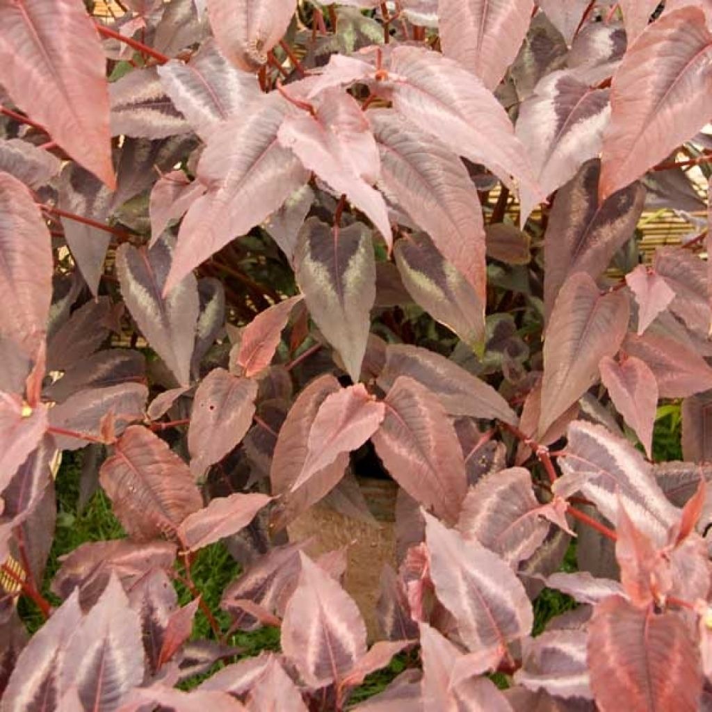 Persicaria microcephala Red Dragon