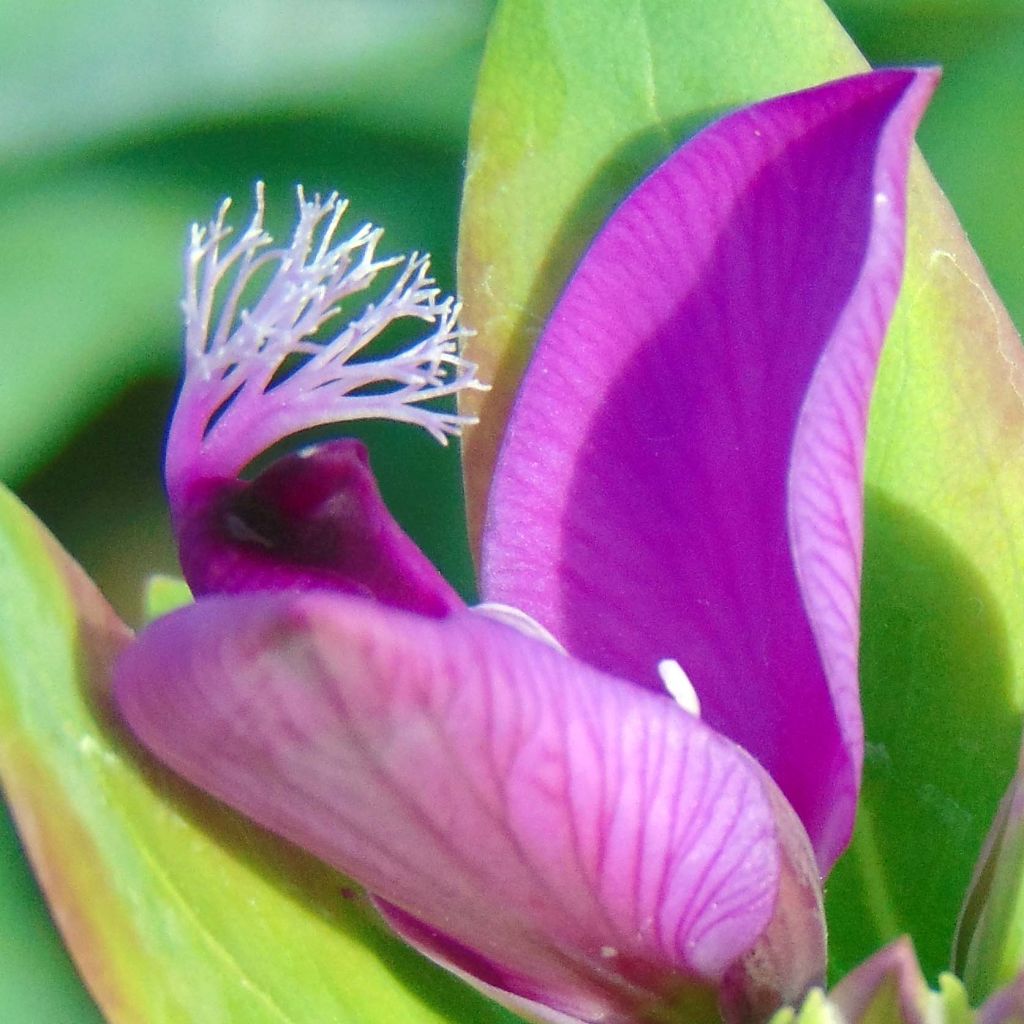 Polygala myrtifolia - Polygale à feuilles de myrte