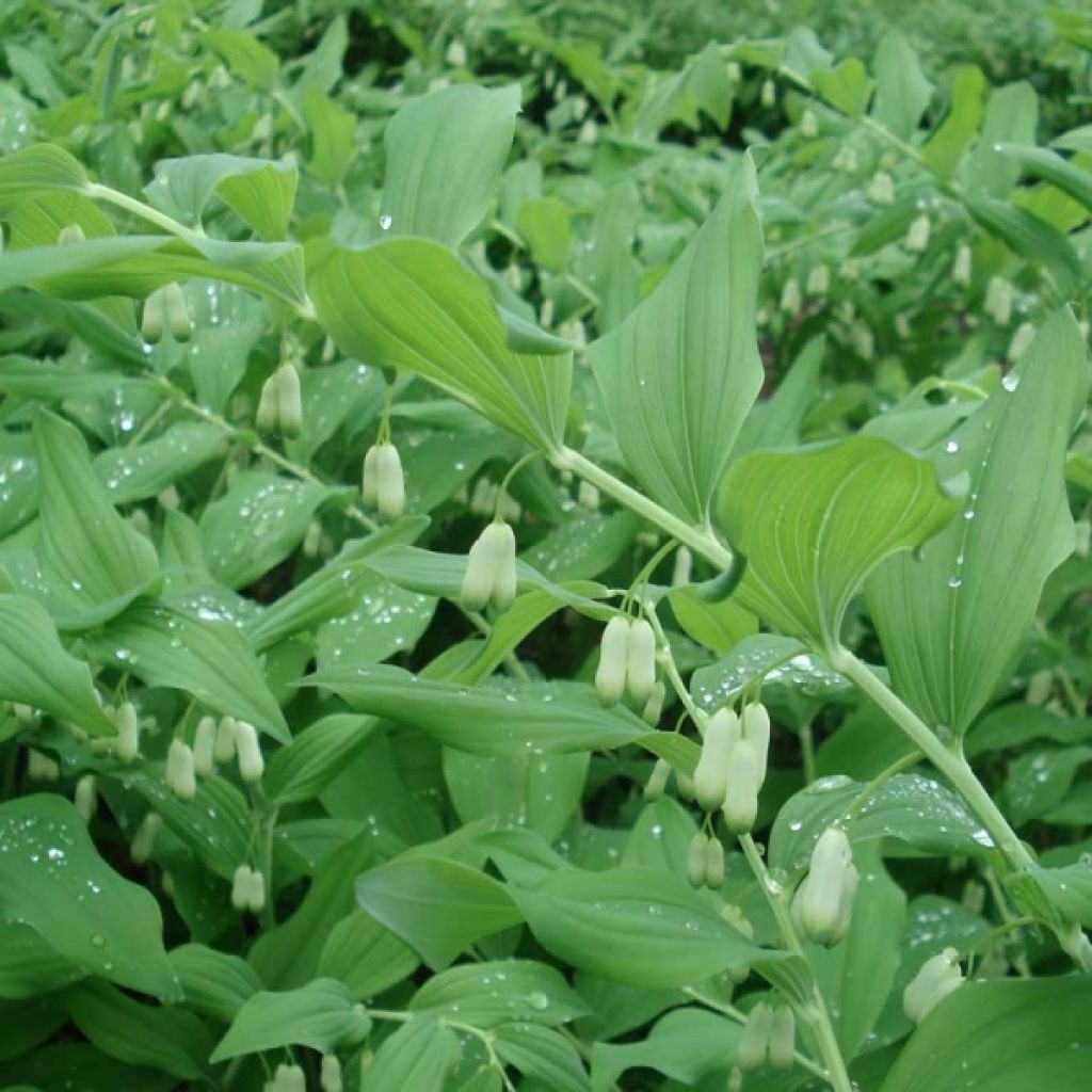 Polygonatum commutatum