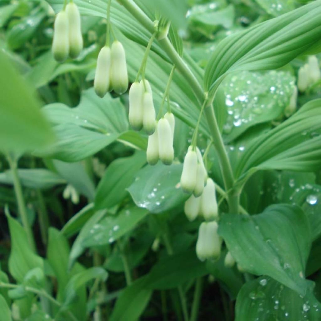 Polygonatum commutatum