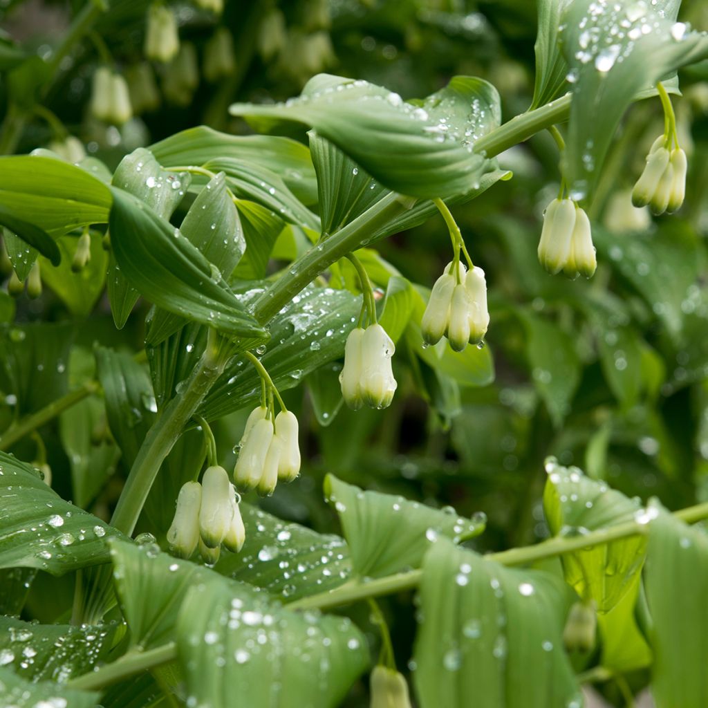 Polygonatum commutatum