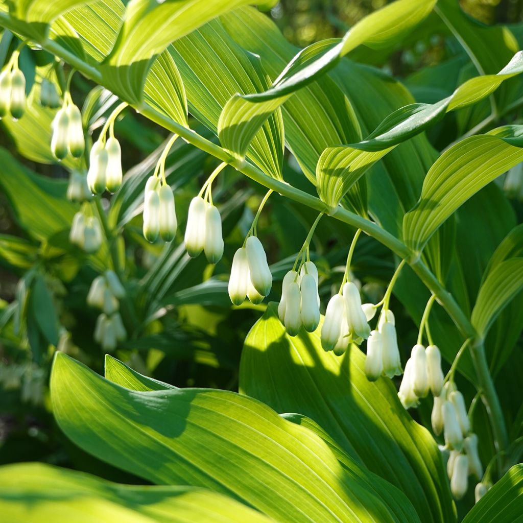 Polygonatum commutatum