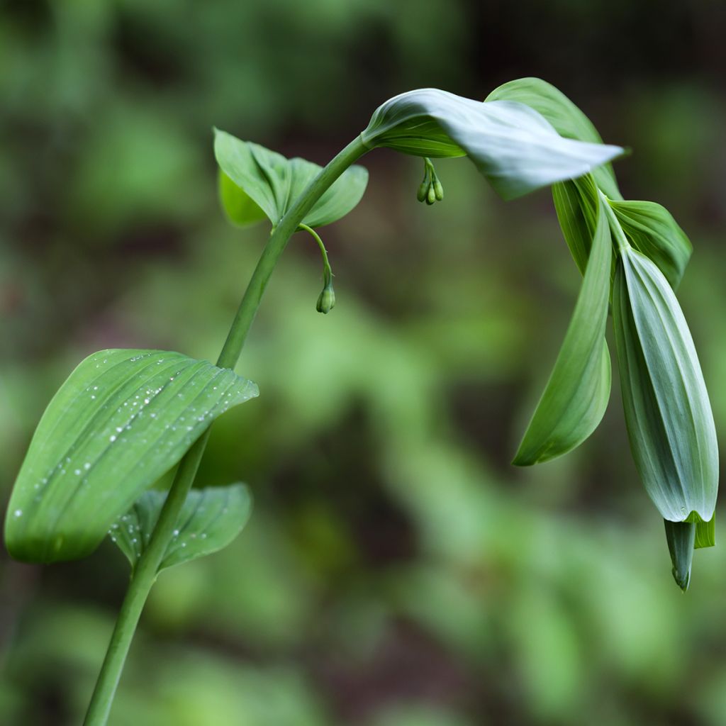 Polygonatum commutatum