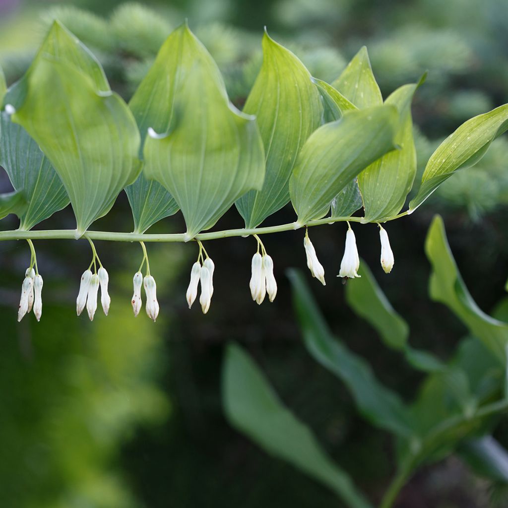 Polygonatum commutatum