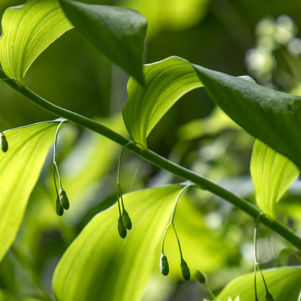 Polygonatum commutatum