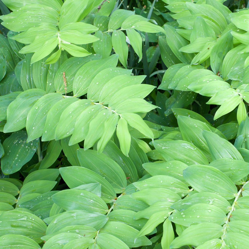 Polygonatum commutatum