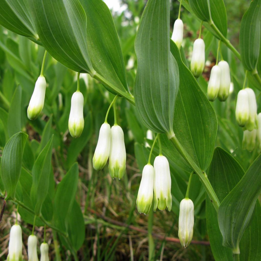 Polygonatum odoratum - Sello de Salomón