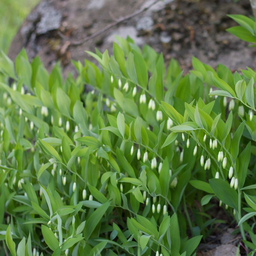 Polygonatum odoratum - Sello de Salomón