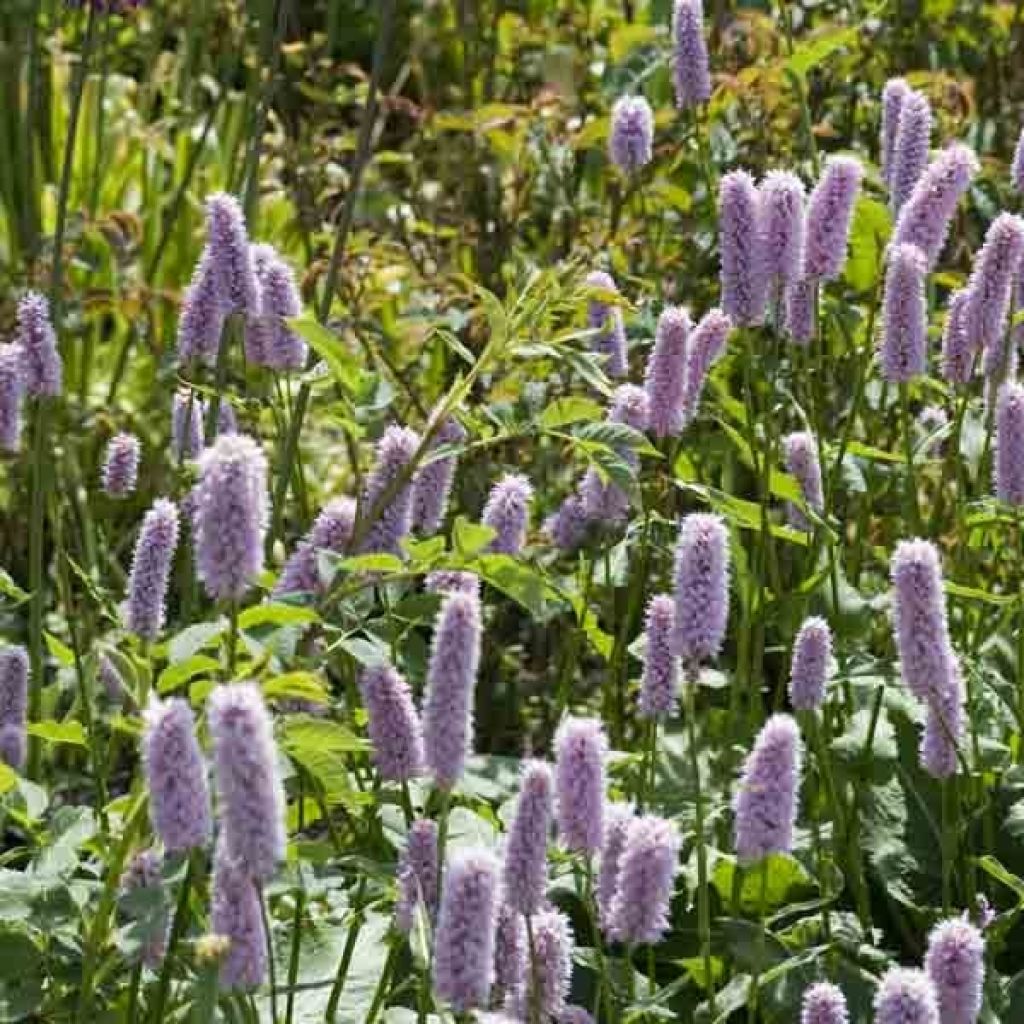 Persicaria bistorta Superba