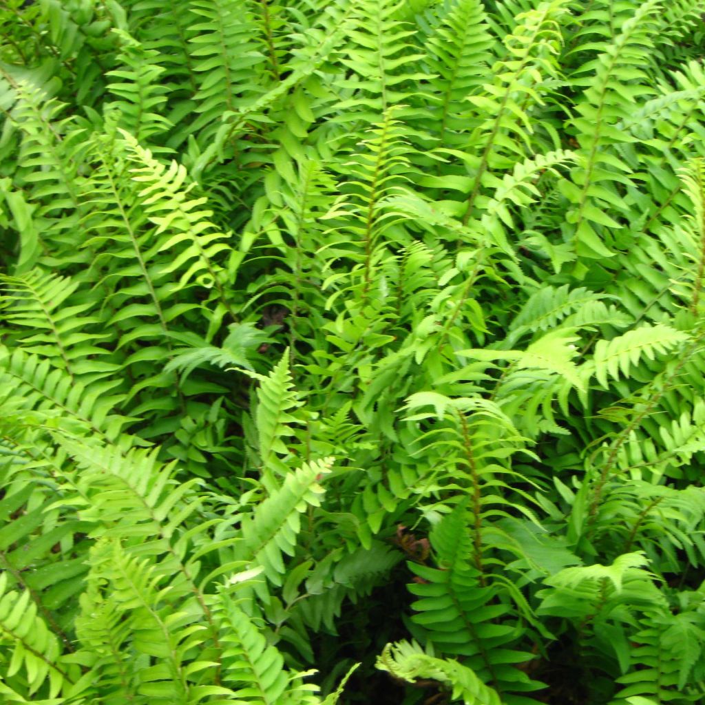 Polystichum munitum - Helecho