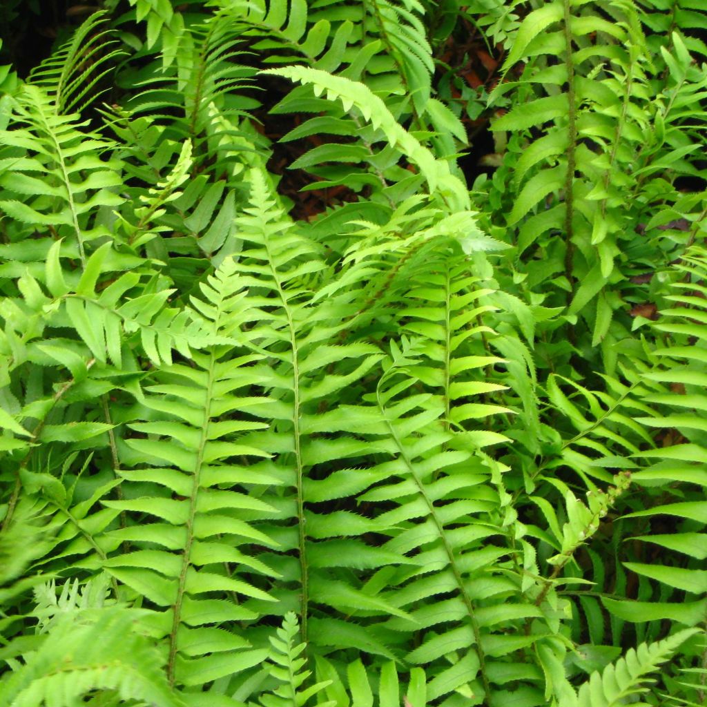 Polystichum munitum - Helecho