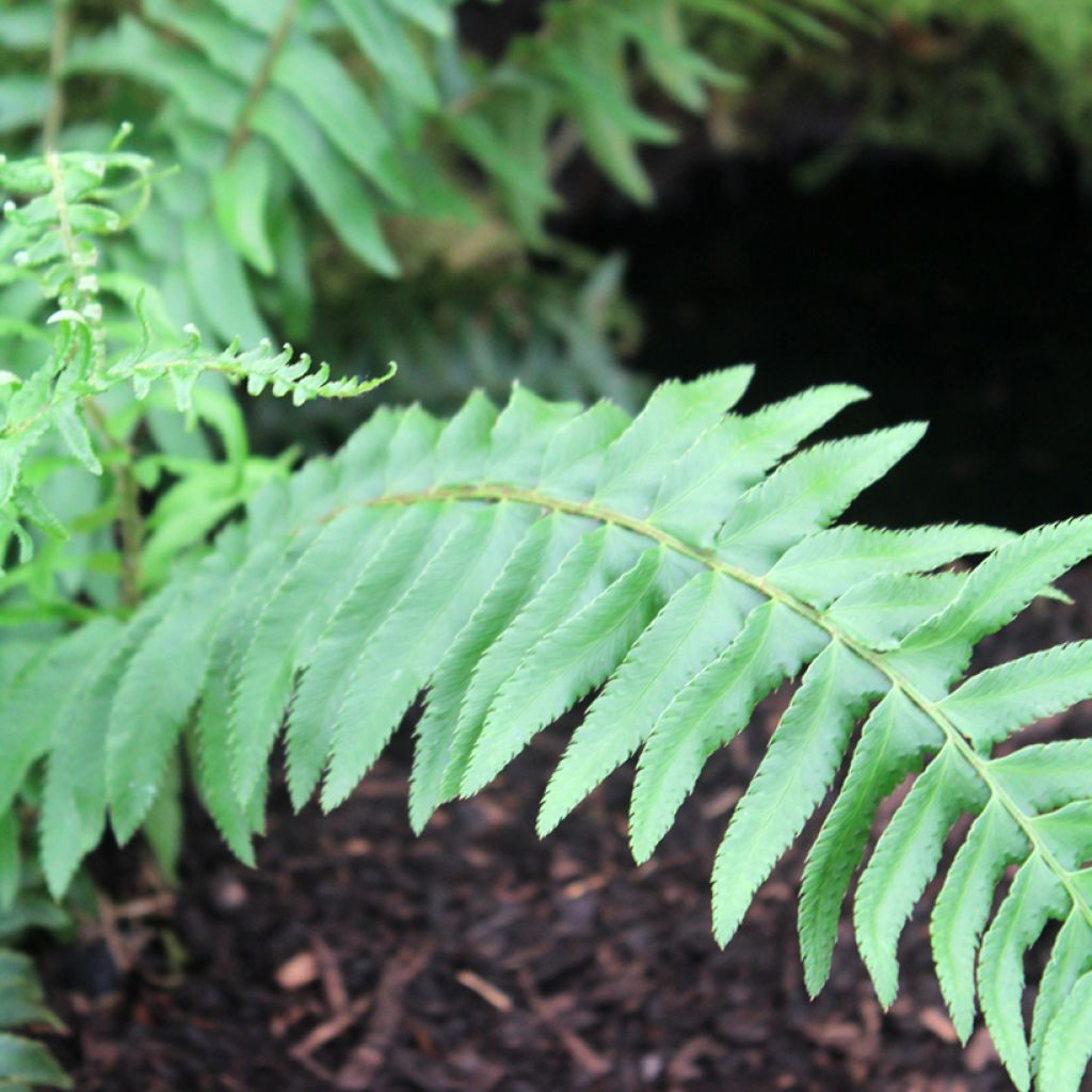 Polystichum munitum - Helecho