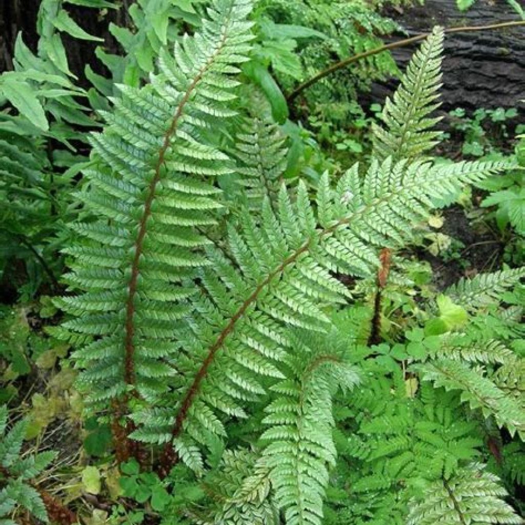 Polystichum neolobatum - Helecho