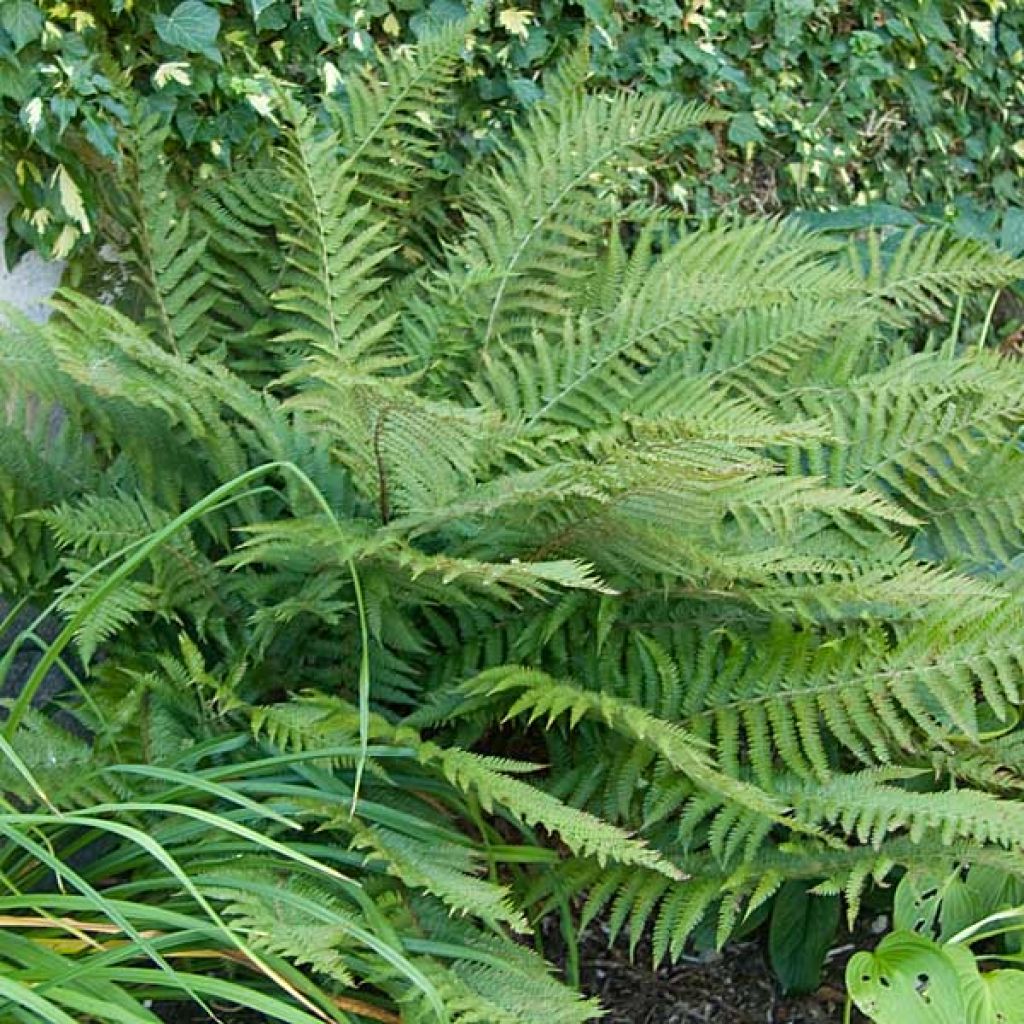 Polystichum polyblepharum - Helecho