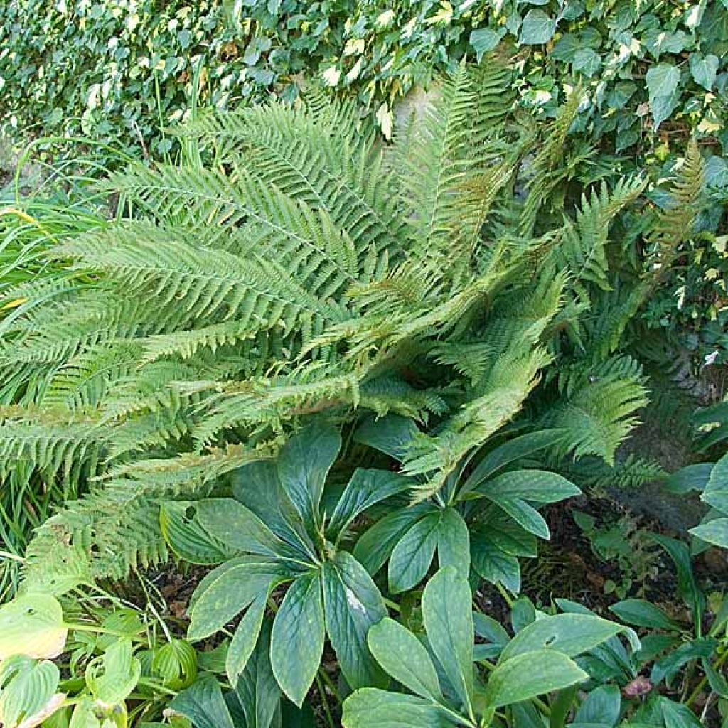 Polystichum polyblepharum - Helecho