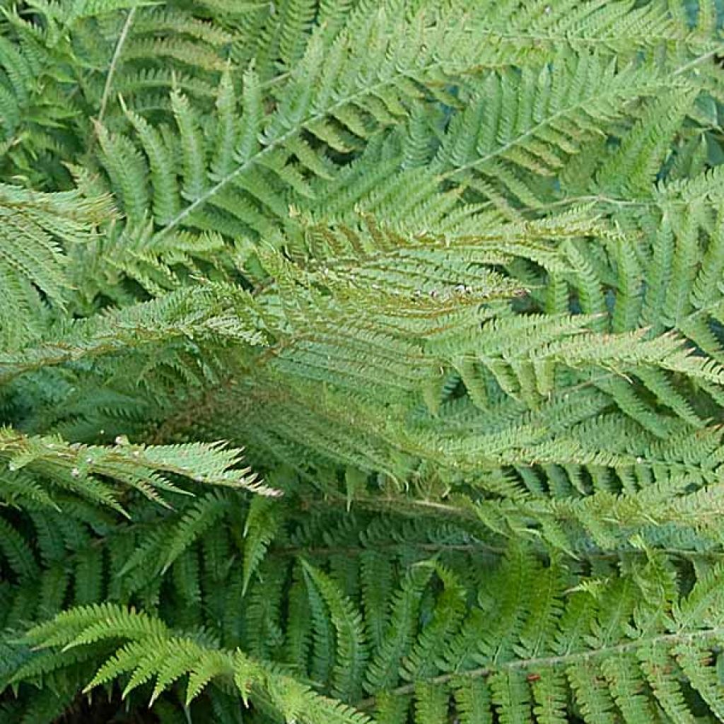 Polystichum polyblepharum - Helecho