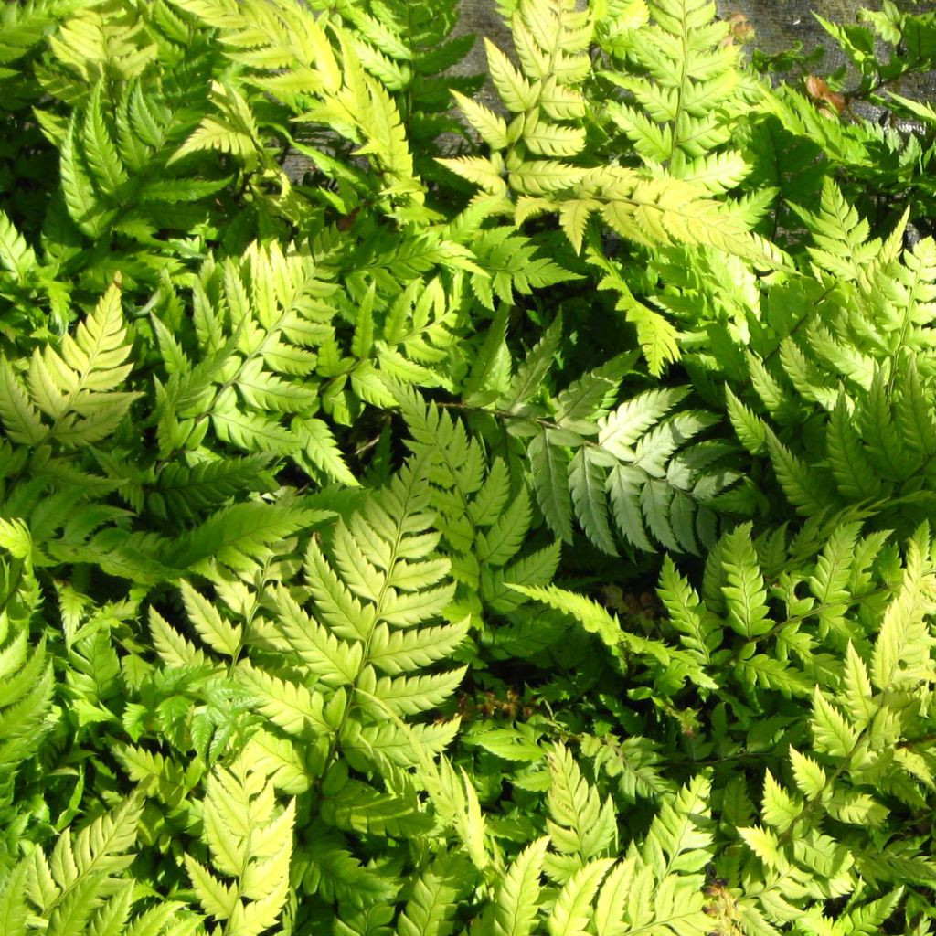 Polystichum rigens - Fougère