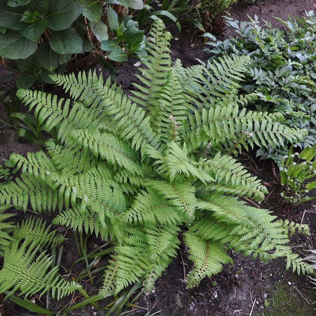 Polystichum setiferum Herrenhausen - Helecho peludo