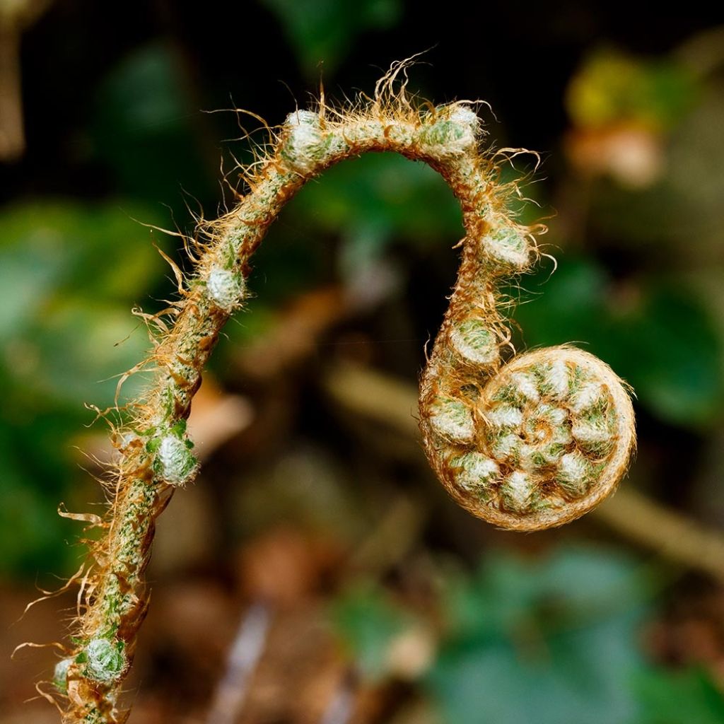 Polystichum setiferum Herrenhausen - Helecho peludo