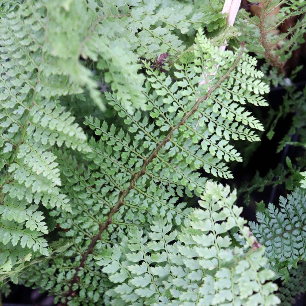 Polystichum setiferum Herrenhausen - Helecho peludo