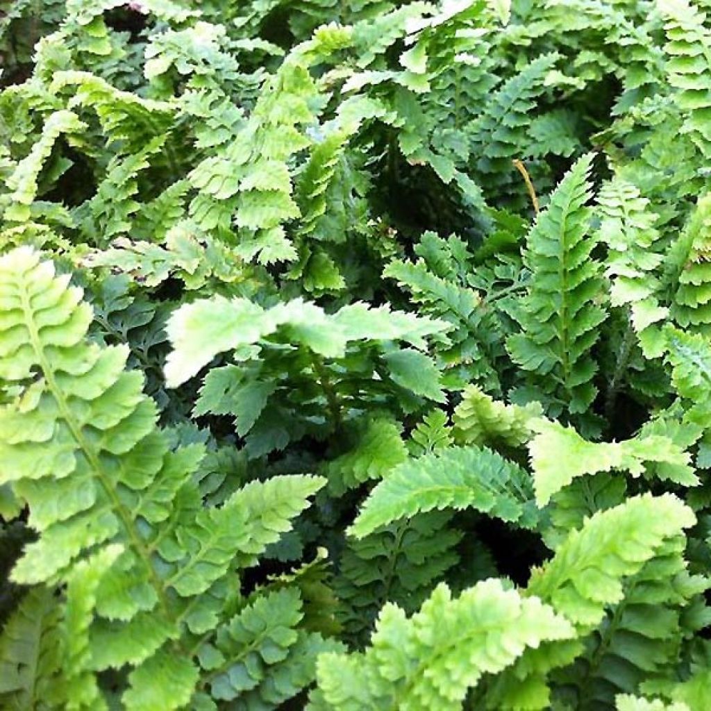 Polystichum setiferum Congestum - Helecho peludo