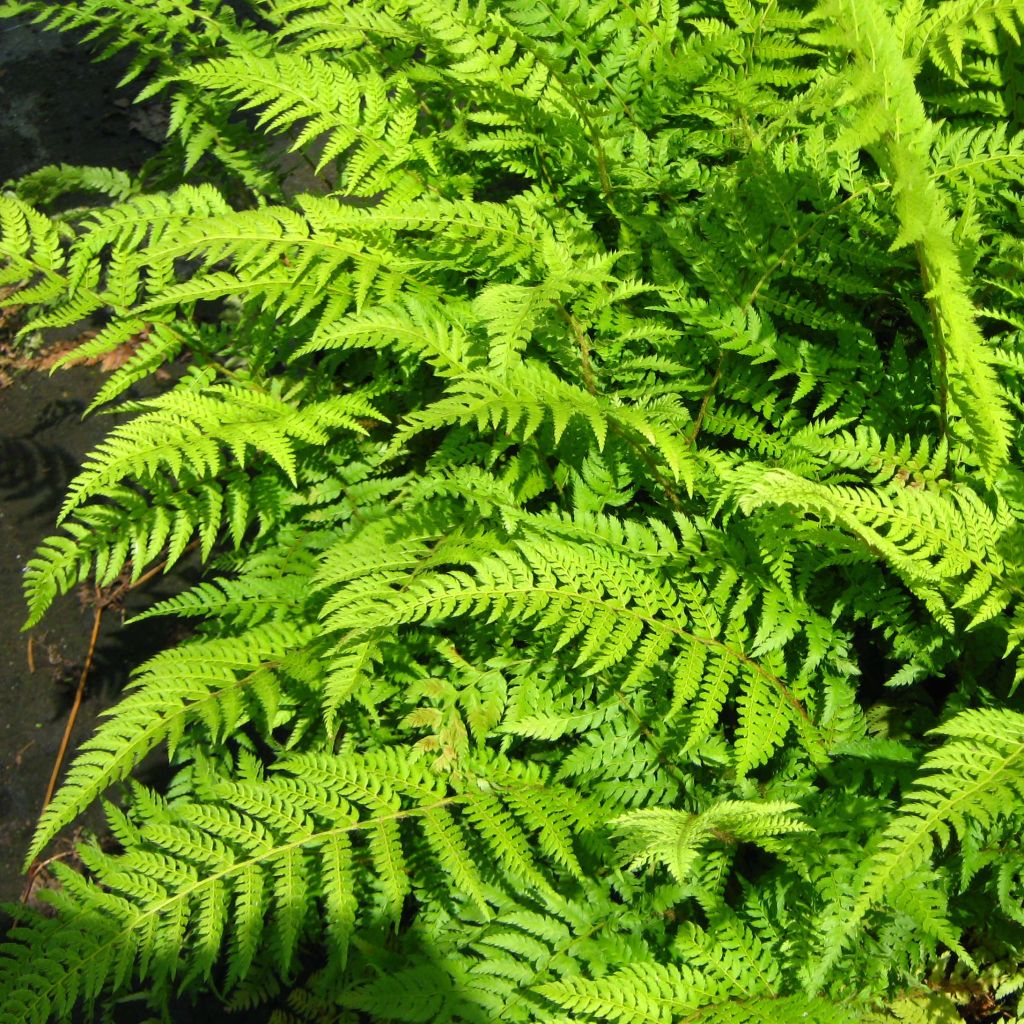 Polystichum setiferum Dahlem - Fougère - Polystic à soies