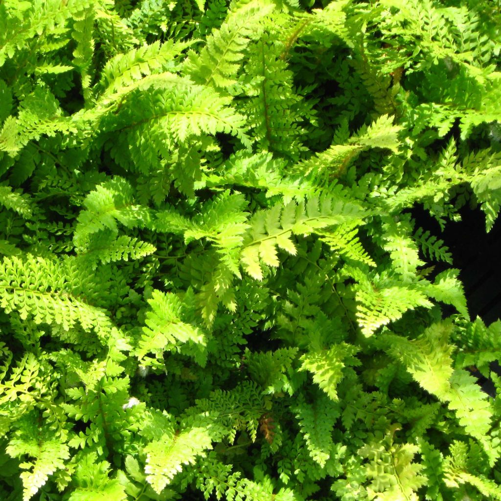 Polystichum setiferum Proliferum Wollastonii - Helecho peludo