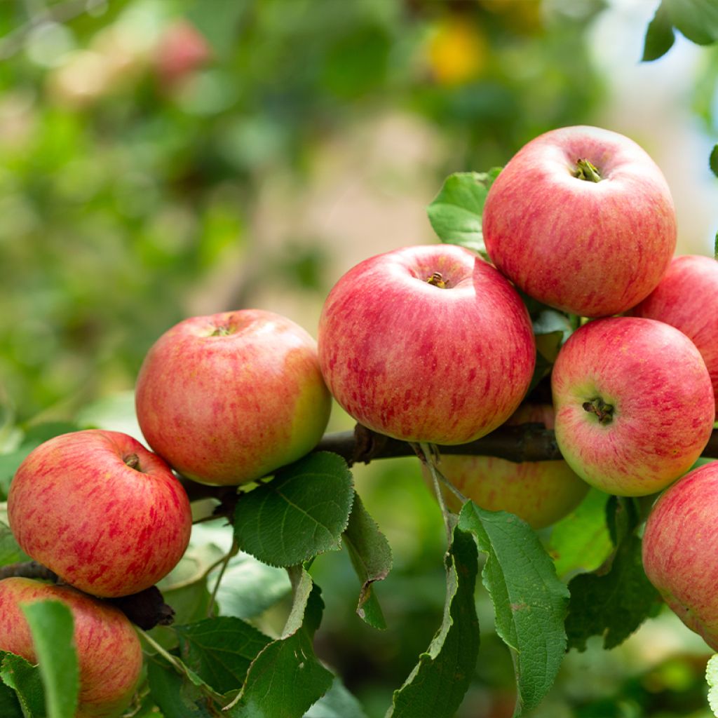 Pommier Astrakan Rouge