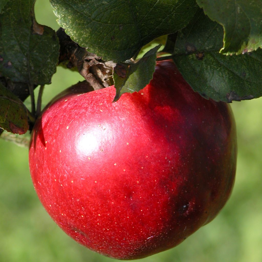 Manzano ornemental Red Leaf