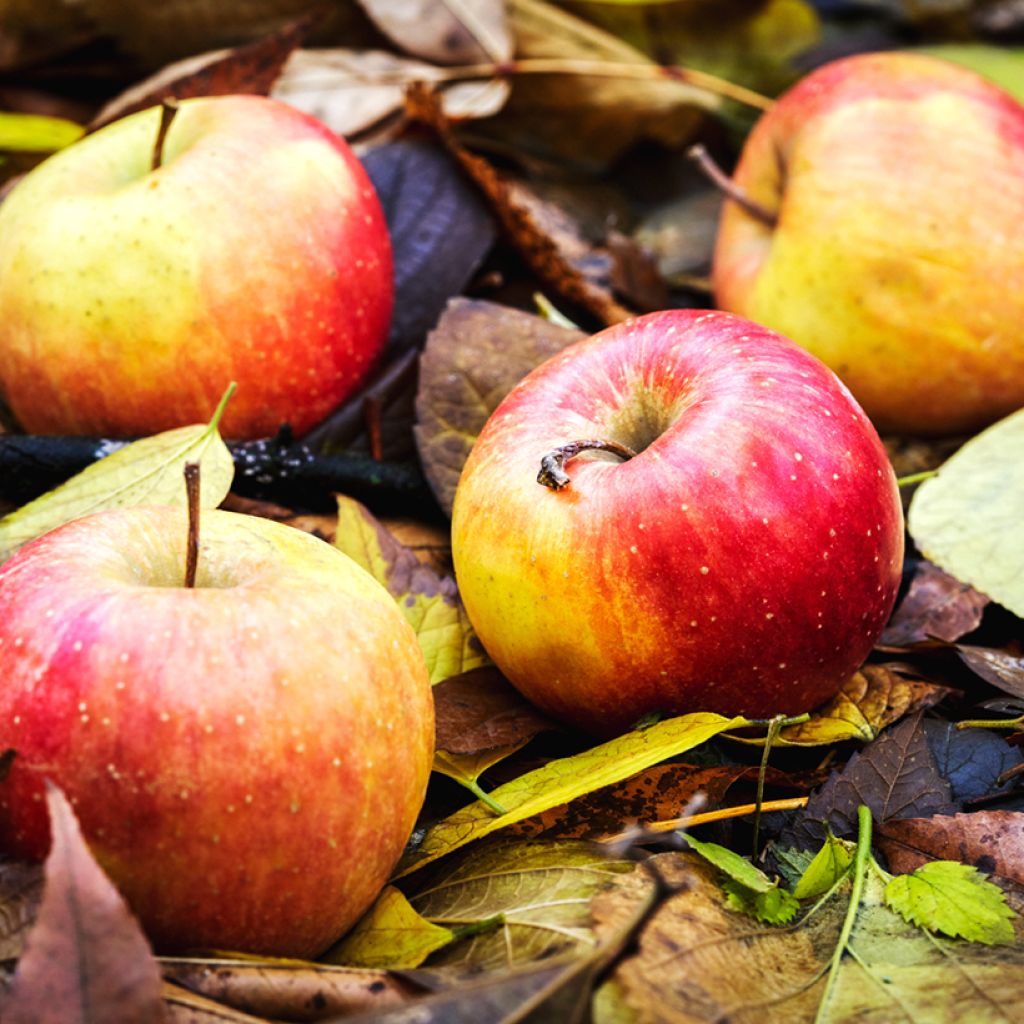 Pommier Bénédictin ou Reinette Normande